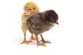 Two newborn yellow brown Chick Ayam Kampung is the chicken breed reported from Indonesia. `free-range chicken`