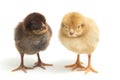 Two newborn yellow brown Chick Ayam Kampung is the chicken breed reported from Indonesia. `free-range chicken`