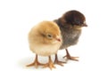 Two newborn yellow brown Chick Ayam Kampung is the chicken breed reported from Indonesia. `free-range chicken`