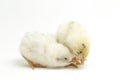 Two newborn yellow white Chick Ayam Kampung is the chicken breed reported from Indonesia. `free-range chicken`