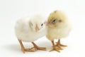 Two newborn yellow white Chick Ayam Kampung is the chicken breed reported from Indonesia. `free-range chicken`