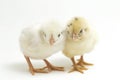 Two newborn yellow white Chick Ayam Kampung is the chicken breed reported from Indonesia. `free-range chicken`