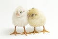 Two newborn yellow white Chick Ayam Kampung is the chicken breed reported from Indonesia. `free-range chicken`