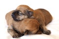 Two newly born baby puppies Royalty Free Stock Photo