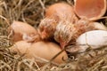 Two newly hatched chickens drying and resting in the hay nest