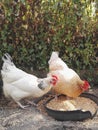 Two nice hens eating seeds in a cup