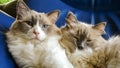 Two nice Ragdoll cats with pretty blue eyes