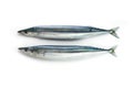 Two nice shaped Pacific saury Cololabis saira / mackerel pike / Royalty Free Stock Photo