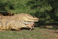 Two nile crocodiles Crocodylus niloticus are eating bird in the grass on the shore of lake with their heads and jaws close to Royalty Free Stock Photo
