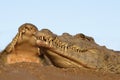 Two Nile Crocodiles laying in sand