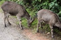 Two Nilgiri Ibex in National Reserve