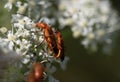 Two no brown soldier beetles sat on white small flowers. They are in lovemaking for the purpose of procreation