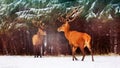 Two noble deer males against the background of a beautiful winter snow forest. Artistic winter landscape. Christmas image. Royalty Free Stock Photo