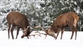 Two noble deer males against the background of a beautiful winter snow forest. Natural winter landscape Royalty Free Stock Photo