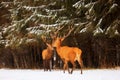 Two noble deer males against the background of a beautiful winter snow forest. Natural winter landscape. Christmas image. Selecti Royalty Free Stock Photo