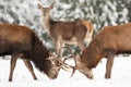 Two noble deer males and female in the winter snow forest. Natural winter landscape. Royalty Free Stock Photo