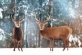 Two noble deer males with females against the background of a beautiful winter snow forest. Artistic winter landscape. Royalty Free Stock Photo