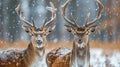 Two noble deer standing in snowy winter wildlife landscape