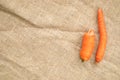 Two non-standard ugly carrots: thin crooked and small on burlap .