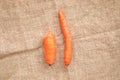 Two non-standard ugly carrots: thin crooked and small in center of burlap background.