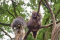 Two North American porcupine, Canadian porcupine or common porcupine climb on the tree Royalty Free Stock Photo