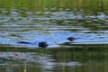 Two North American River Otters swimming along a river Royalty Free Stock Photo