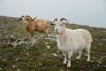 Two north mountain wild goats stands at green highland valley. wildlife concept