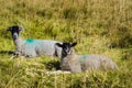 Two North Yorkshire sheep sat looking