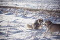 Two Northern dogs having fun in snow
