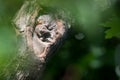 Northern Flicker Chicks Peering From Nest