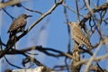 Two Northern Flickers Perched on a Branch in a Tree