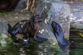 Two northern fur seals playing in the water. Animals of ocean and sea. Royalty Free Stock Photo