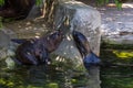 Two northern fur seals playing in the water. Animals of ocean and sea. Royalty Free Stock Photo