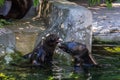 Two northern fur seals playing in the water. Animals of ocean and sea. Royalty Free Stock Photo