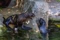 Two northern fur seals playing in the water. Animals of ocean and sea. Royalty Free Stock Photo