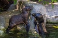 Two northern fur seals playing in the water. Animals of ocean and sea. Royalty Free Stock Photo