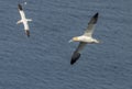 Two Northern Gannets in flight Royalty Free Stock Photo