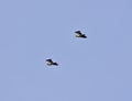 Two northern lapwings - Vanellus vanellus in Pacsmag lakes natural reserve