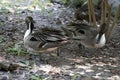 Two Northern pintail ducks passing each other in mid-stride Royalty Free Stock Photo