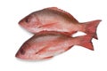 Two Northern red snappers