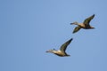 Two Northern Shovelers Flying in a Blue Sky Royalty Free Stock Photo
