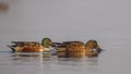 Two Northern Shovelers Wading On Lake Royalty Free Stock Photo