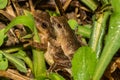 Northern Spring Peeper- Pseudacris crucifer Royalty Free Stock Photo