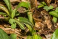 Northern Spring Peeper- Pseudacris crucifer Royalty Free Stock Photo