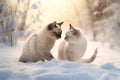 Two norwegian cats are playing in the snow. Hello winter