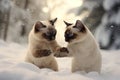 Two norwegian cats are playing in the snow. Hello winter