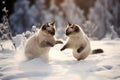 Two norwegian cats are playing in the snow. Hello winter