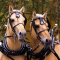 Two norwegian fjord males in blinkers Royalty Free Stock Photo