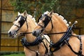 Two norwegian fjord males in blinkers Royalty Free Stock Photo