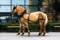 Two norwegian fjord males in blinkers Royalty Free Stock Photo